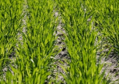 AGRO SKATS ZEMGALĒ, APSEKOJOT VASARĀJU LAUKUS