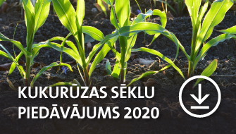 Kukurūzas sēklu piedāvājums 2019